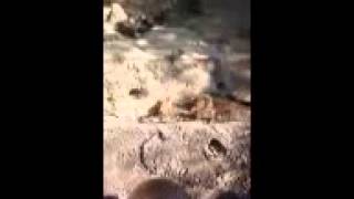 Muskrats vs Snake at the memphis zoo [upl. by Jacquette266]