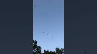 Morning migration of thousands of grackles [upl. by Lancelle]