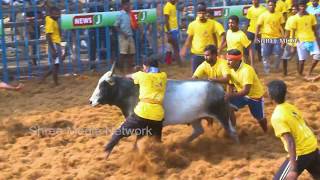 கோவை ஜல்லிக்கட்டு  2019  Mega Jallikattu held at Kovai Jallikattu jallikattukovai [upl. by Derwon]