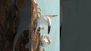 🐦☆⁴⁰ Northern Gannet Morus bassanus in Gannet Booby Family Sulidae [upl. by Redleh354]