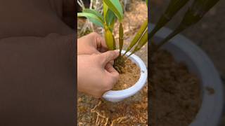 grafting orchid plants SIMPLE techniques short [upl. by Nayt]