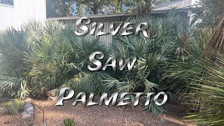 Silver Saw Palmetto [upl. by Breanne]