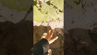 Plants youtubeshorts nature villagenaturelife viralvideo naturalvillagelife gardening [upl. by Oirram]