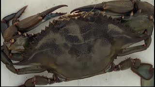 Crabbing at Mantoloking Bridge Park Father’s Day Weekendcaught our biggest crab so far🦀🦀 [upl. by Eleira]