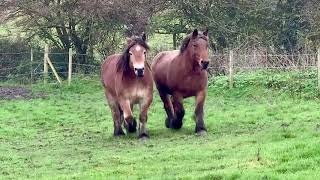 Ardennes mares Trekpaard Belgian Draft Brabant Horse [upl. by Eibbil]