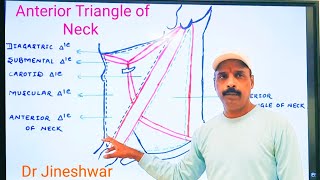 Anterior Triangle of Neck  Submental Triangle  By Dr Jineshwar Yaligouda MD Professor amp HOD [upl. by Assed]