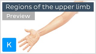 Regions of the upper limb preview  Human Anatomy  Kenhub [upl. by Atig]