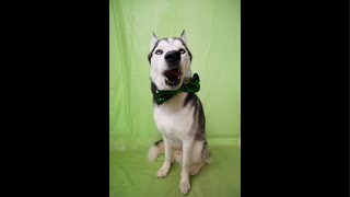 Say Happy Birthday To My Husky [upl. by Eadie]