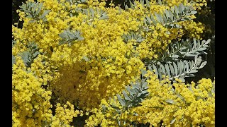 MIMOSA  LE PLUS BEL ARBRE À FLEURS DE L’HIVER  ÉCOLOGIE CULTURE CONSEILS ESPÈCES ET VARIÉTÉS [upl. by Asiaj]