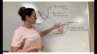 Description of the Pericardium and Heart Wall Layers [upl. by Tim]