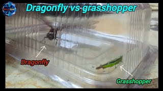 Dragonfly vs Grasshopper [upl. by Ellennoj]