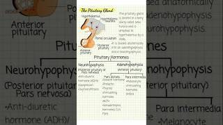 The pituitary gland story pharmacy biology humananatomyandphysiology [upl. by Llenaj]