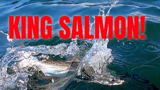 Red Hot King Salmon Bite At Folsom How To Hook Landlocked Kings Consistently fishing salmon [upl. by Adiela]