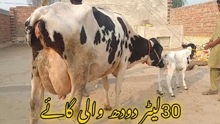 pure frezien cow for sale tassel depalpor district Okara 03096862663 [upl. by Morganne473]