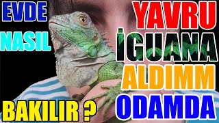 YAVRU İGUANA ALDIM HIZLICA İLK BAKIŞ ve NASIL BAKILIR [upl. by Enilrem310]