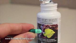 Fish Flex Forte Cephalexin 500 mg Fish Antibiotic [upl. by Cristiona315]