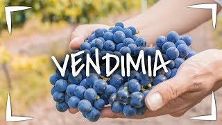 VENDIMIA Queretaro 🔴Fuimos a nuestra primera FIESTA de la vendimía 🍇 VIÑEDO DONATO amp LOS ROSALES [upl. by Notneiuq]