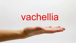 How to Pronounce vachellia  American English [upl. by Finnie303]