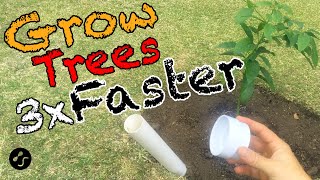 How to plant a tree so that it grows 3 times faster Root training method [upl. by Sudnac]