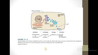 Peptide Hormones  Synthesis And Secretion [upl. by Atiz188]