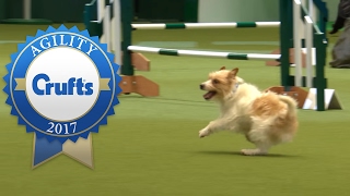 Hilarious Highlights from Rescue Dog Agility  Crufts 2017 [upl. by Windsor]