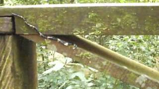 Hammerhead flatworm in Malaysia [upl. by Aratas]