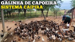 GALINHA DE CAPOEIRA  SISTEMA CAIPIRA [upl. by Eyla695]