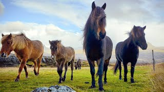 1 HOUR of AMAZING HORSES From Around the World  Best Relax Music Meditation Stress Relief Calm [upl. by Ailido676]