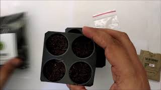 How to Prepare Seeds for Germination [upl. by Acinoryt]