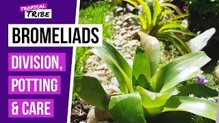 How to propagate Bromeliads  Cold hardy outdoor Bromeliads [upl. by Hazmah]