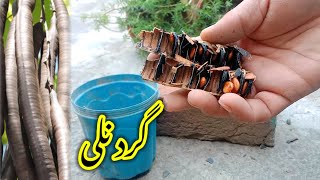 How to grow amaltas from seeds  Gird nalli beej se lagane ka tarika  Golden shower tree [upl. by Ecidnarb]