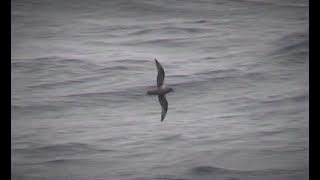 Kerguelen Petrel Gough Island South Atlantic 9th April 2018 [upl. by Bower]