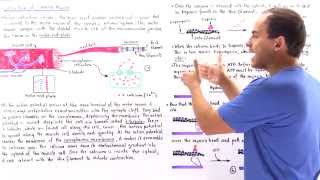 Contraction of Skeletal Muscle [upl. by Ytsur467]