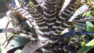 Aechmea bromeliads explained care maintenance light water requirements [upl. by Annhoj]