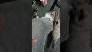 Persian sale kittens soon dm 6303429346 Hyderabad punjabisong newsong rap [upl. by Assillim807]