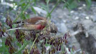 Linotte melodieuse  Carduelis cannabina [upl. by Wunder]