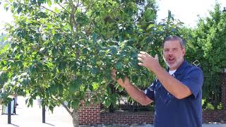 Fringetree Chionanthus virginicus  Plant Identification [upl. by Efren]