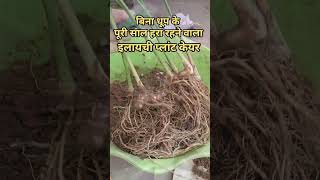 Cardamom Plant Care Tipsबिना धूप के पूरी साल हरा भरा रहने वाला पौधा [upl. by Annahpos210]