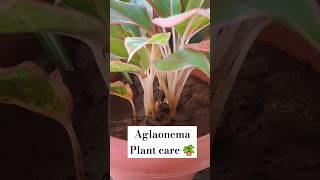 Aglaonema plant care aglaonemaplantcare plants gardening indoorplantsathome indoorplanting [upl. by Burg476]