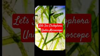 Lets See Cladophora under microscope [upl. by Lupien]