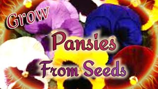 Growing Pansies from Seeds in Easiest Method with Great Success [upl. by Alset]