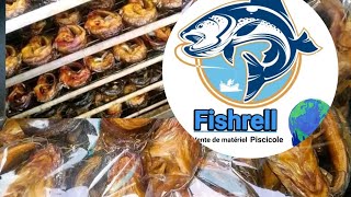 Fumage de poisson  Fishrell  aquaculture pisciculture fish [upl. by Arabrab]