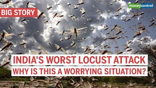 Locust attacks Heres why it is a matter of great concern  Big Story [upl. by Aicilram435]