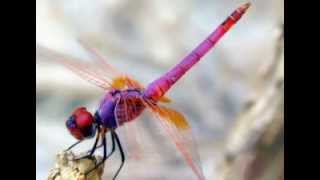 Dragonfly Dream Mix [upl. by Ylam]