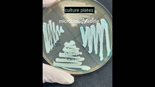 bacterial culture plates  pure culture of bacteria microbiology  microbiologylab shorts short [upl. by Ever531]