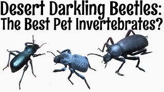 Desert Darkling Beetles the Best Pet Invertebrates [upl. by Lucita]