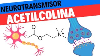 Fisiología de la Acetilcolina Neurociencias 12 [upl. by Naitsirhc]