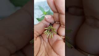 আমি যে তোমার flowers love baby dailyvlog trending india tet cartoon [upl. by Johst]