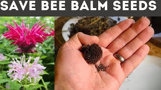 How to Save Bee Balm Seeds Monarda [upl. by Reg]