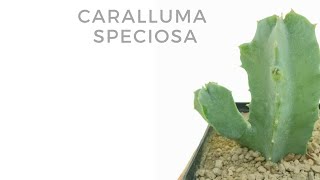 Caralluma speciosa [upl. by Cacilie]